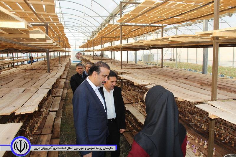 بازدید معاون استاندار آذربایجان‌غربی از سایت کشت زعفران در تکاب