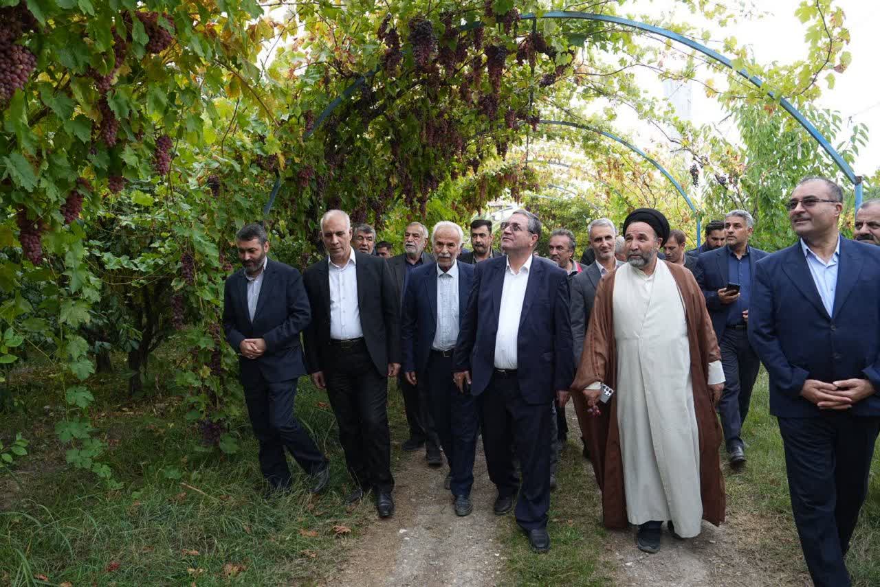 بازدید استاندار آذربایجانغربی از باغ انگور نمونه ارومیه + تصاویر