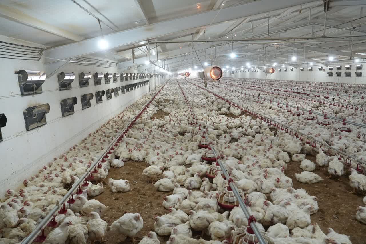 برگزاری آیین افتتاح طرح توسعه زنجیره یکپارچه تولید گوشت مرغ در شهرستان بوکان + تصاویر