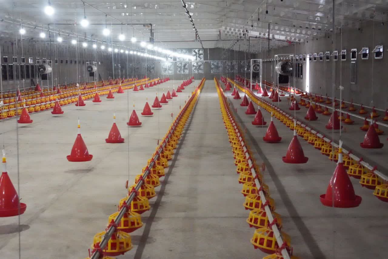 افتتاح واحد پرورش مرغ مادر گوشتی در مهاباد + تصاویر