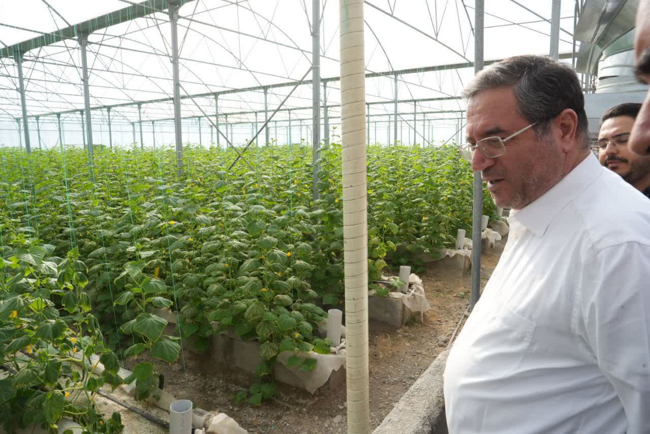 بازدید استاندار آذربایجانغربی از شهرک گلخانهای خلیفهلو + تصاویر