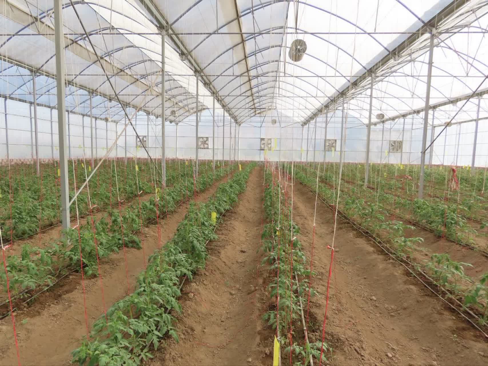 افتتاح گلخانه مدرن شهرستان چایپاره + تصاویر