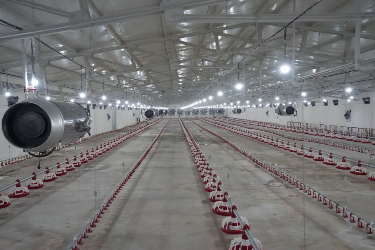 افتتاح واحد تولیدی مرغ گوشتی اروم گوهردانه در مهاباد + تصاویر