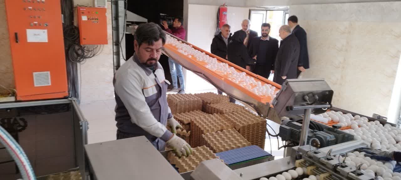 بهره برداری از طرح گلخانه هیدروپونیک توت فرنگی و واحد مرغداری تخم گذار در ارومیه