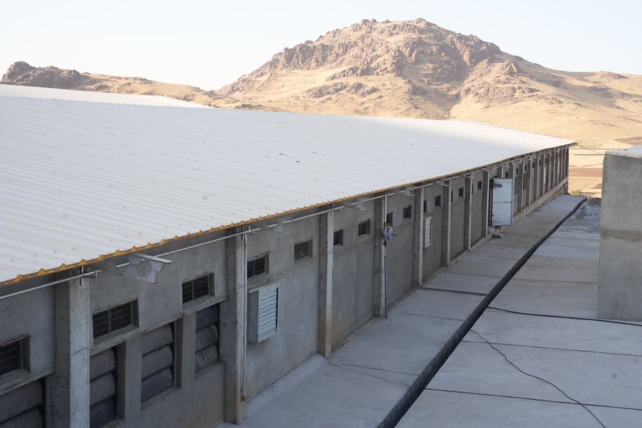 افتتاح واحد پرورش مرغ مادر گوشتی در مهاباد + تصاویر