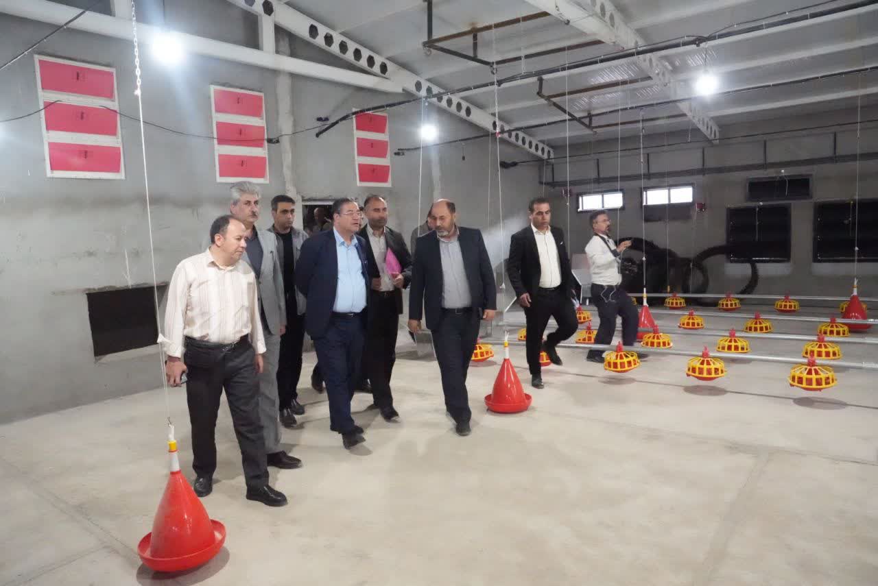 افتتاح واحد پرورش مرغ مادر گوشتی در مهاباد + تصاویر