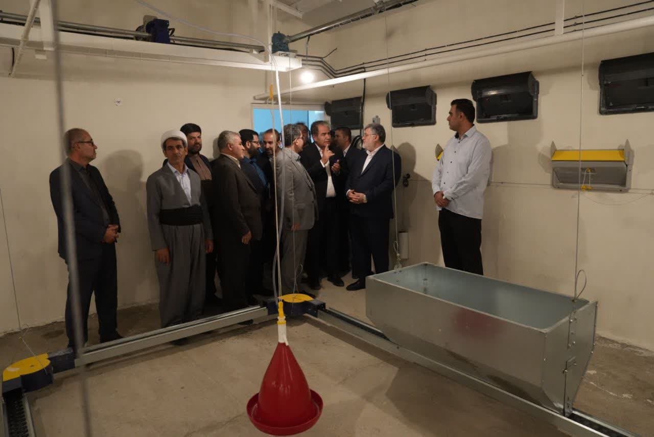 آغاز بهرهبرداری از واحد پرورش مرغ مادر گوشتی در بوکان + تصاویر