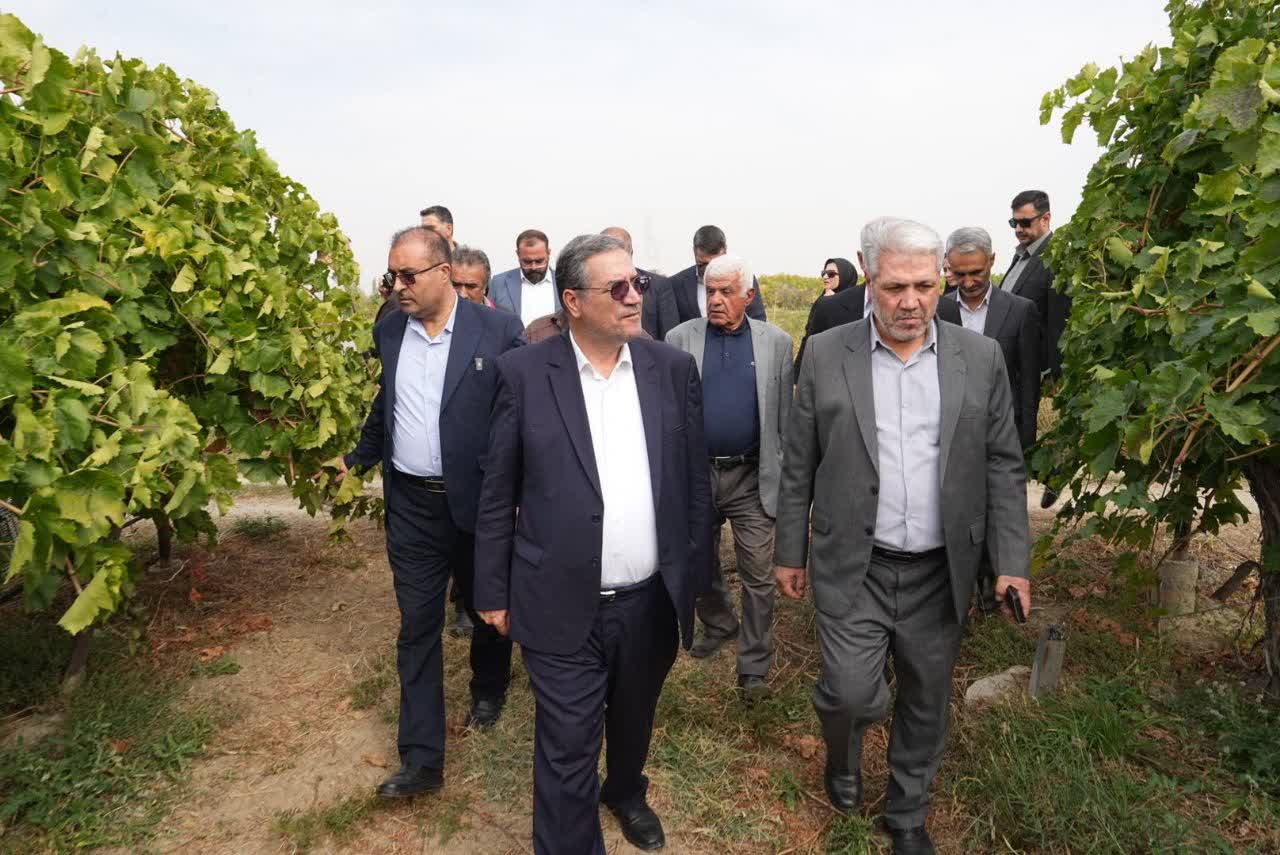 بازدید استاندار آذربایجانغربی از باغ انگور نمونه ارومیه + تصاویر