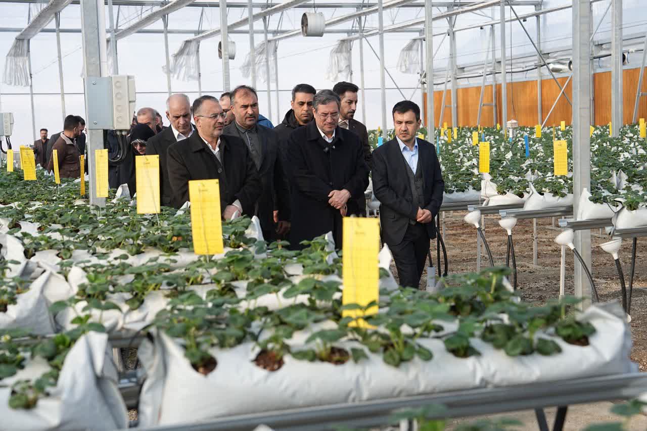 بهرهبرداری از گلخانه هیدروپونیک توتفرنگی در ارومیه + تصاویر