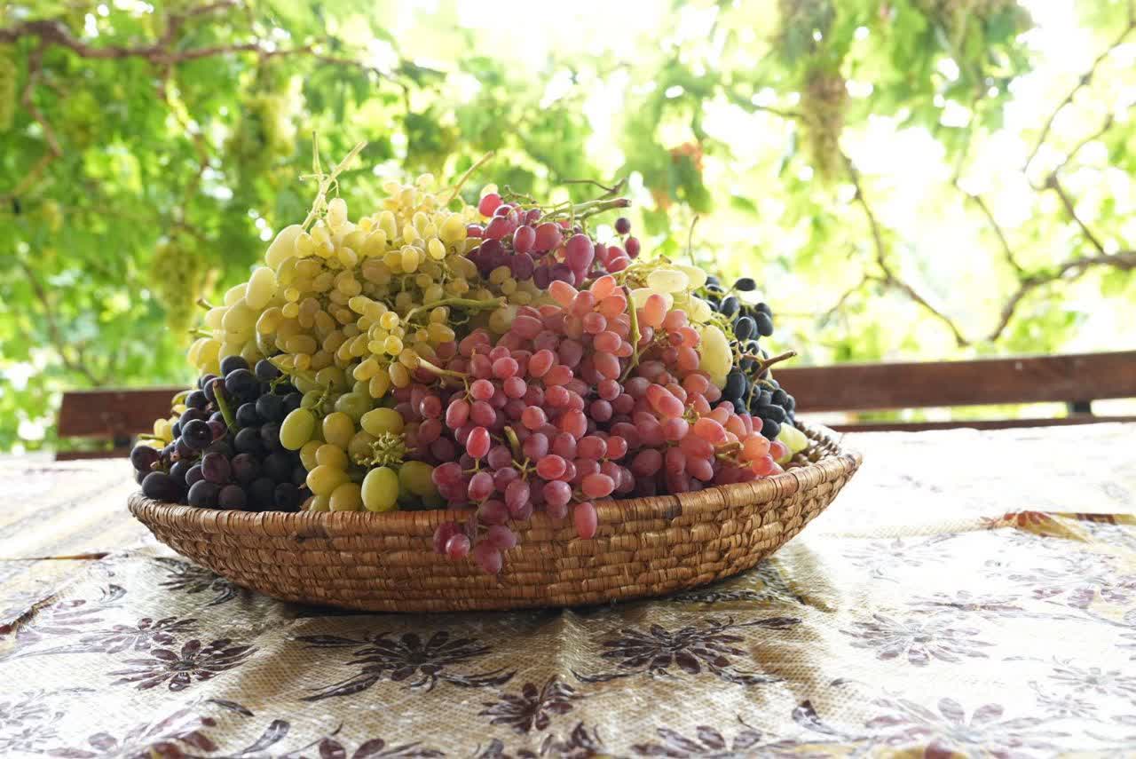 بازدید استاندار آذربایجانغربی از باغ انگور نمونه ارومیه + تصاویر