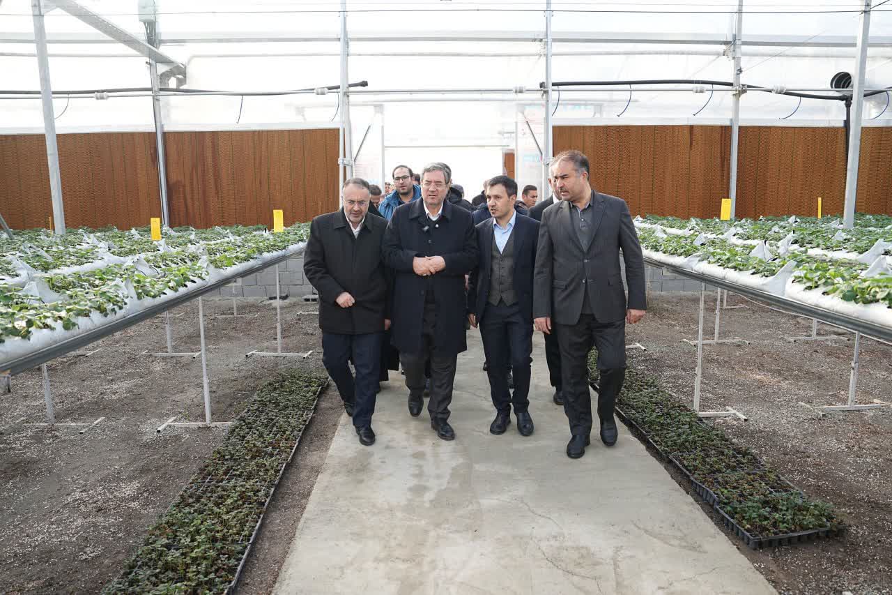 بهرهبرداری از گلخانه هیدروپونیک توتفرنگی در ارومیه + تصاویر