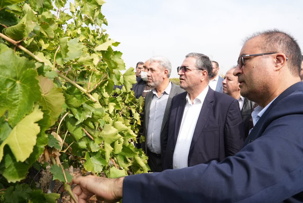 بازدید استاندار آذربایجانغربی از باغ انگور نمونه ارومیه + تصاویر