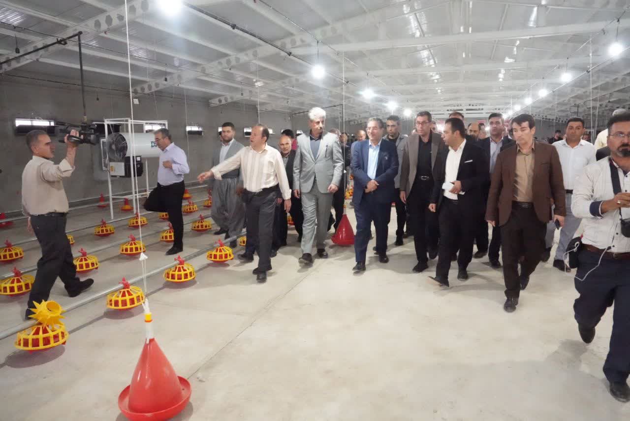 افتتاح واحد پرورش مرغ مادر گوشتی در مهاباد + تصاویر