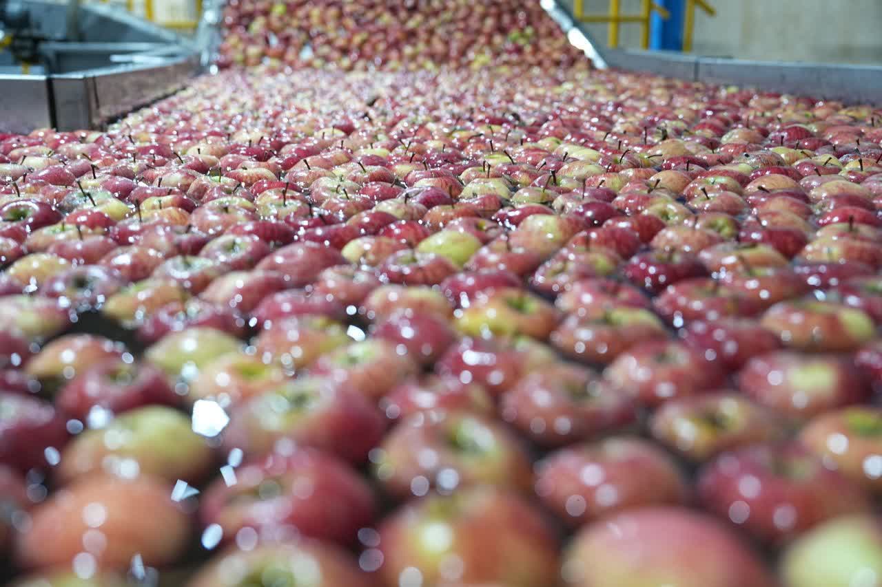 افتتاح واحد سورتینگ و بسته‌بندی میوه 20 هزار تنی در شاهین‌دژ + تصاویر