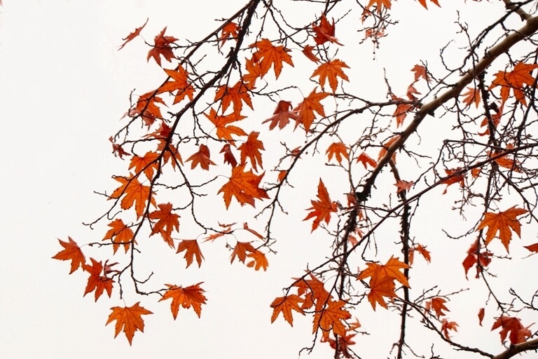 پاییز در آذربایجان غربی