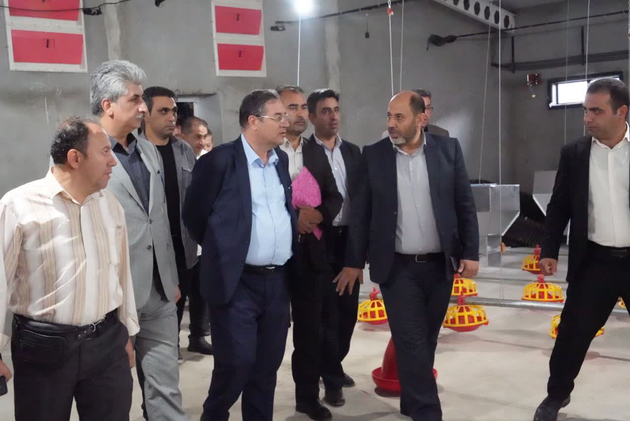 افتتاح واحد پرورش مرغ مادر گوشتی در مهاباد + تصاویر