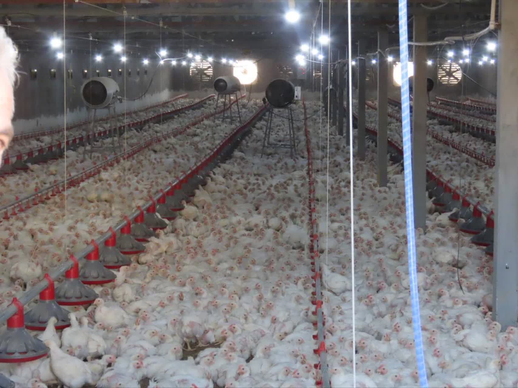 افتتاح مرغداری 30 هزار قطعهای شهرستان چایپاره + تصاویر