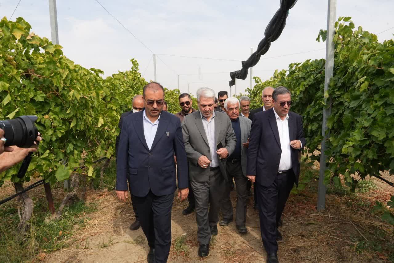 بازدید استاندار آذربایجانغربی از باغ انگور نمونه ارومیه + تصاویر