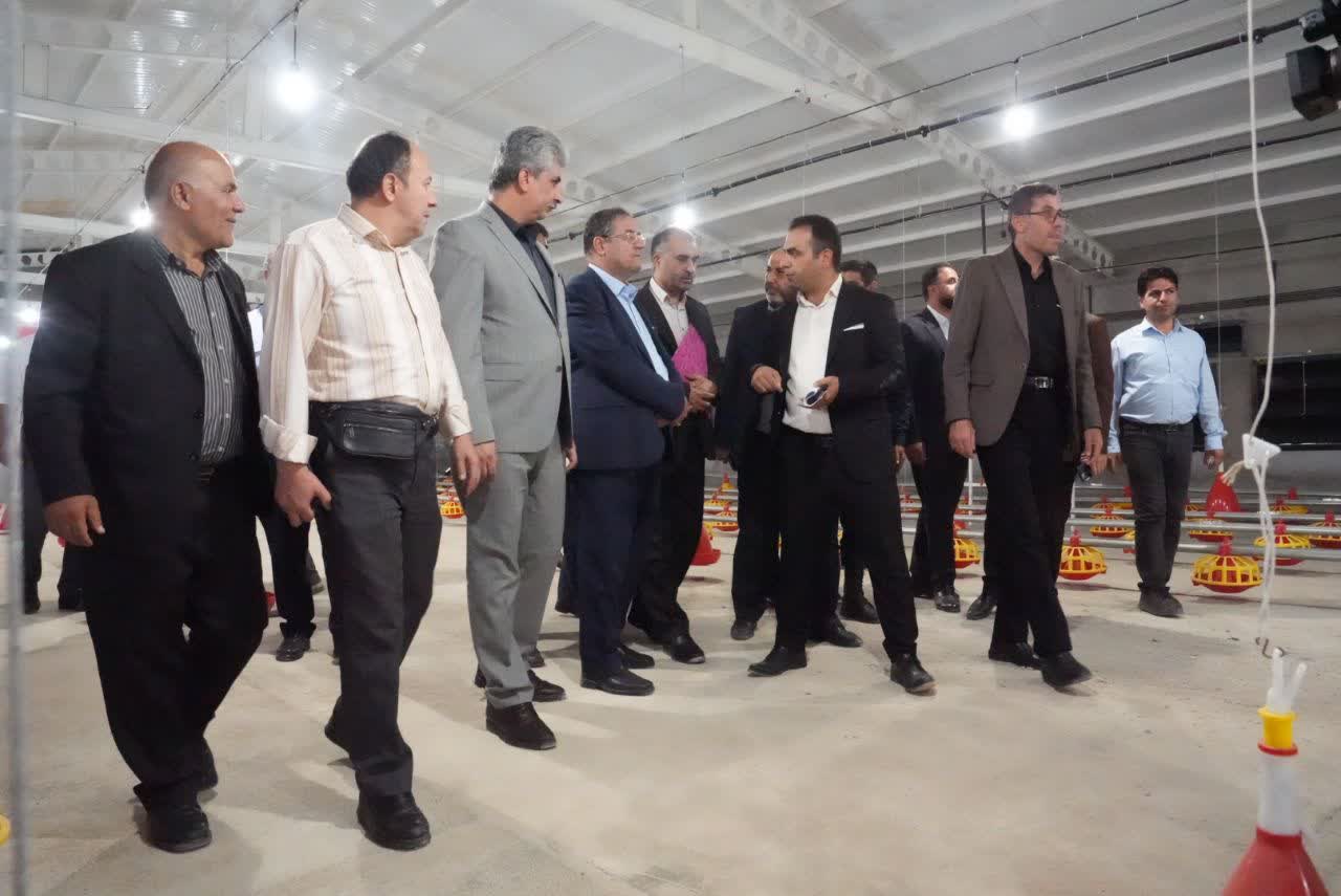 افتتاح واحد پرورش مرغ مادر گوشتی در مهاباد + تصاویر